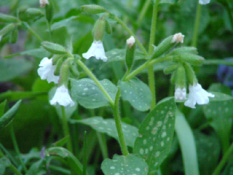 Pulmonaria officinalis  'Sissinghurst White'Longkruid bestellen